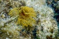 Tubeworm underwater Sabella spallanzaniiÃÂ Sea Life